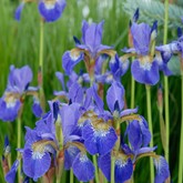 Siberian Iris